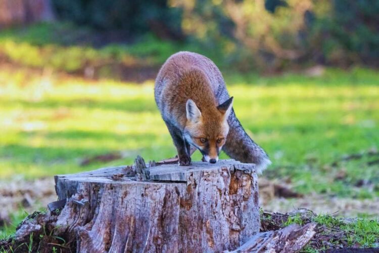 Parco Naturale della Maremma: un paradiso per gli amanti della natura e degli animali